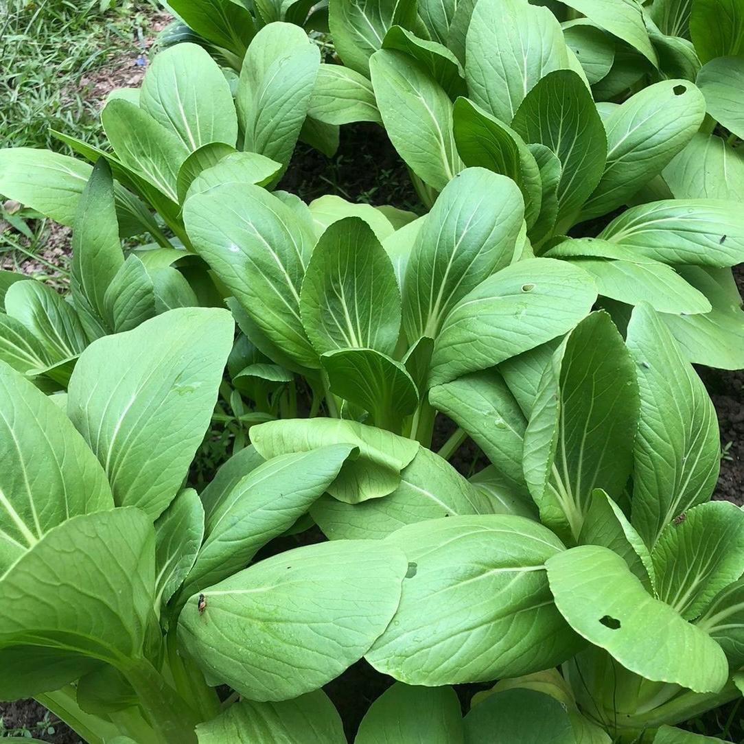 Vegetables supported by circular agriculture